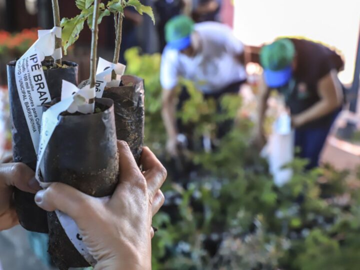 Distribuição de mudas em Curitiba: 10 mil árvores nativas e frutíferas