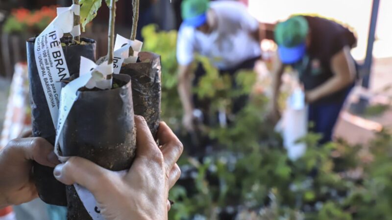 Distribuição de mudas em Curitiba: 10 mil árvores nativas e frutíferas