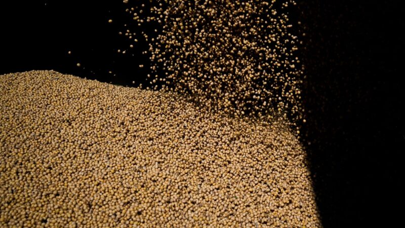 Projeção de soja do Brasil para 2025 indica crescimento