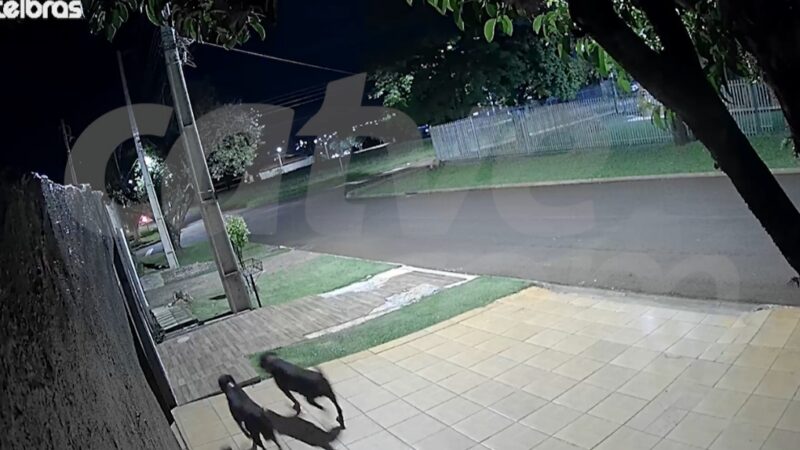 Moradores em desespero durante ataque de rottweilers em Cascavel