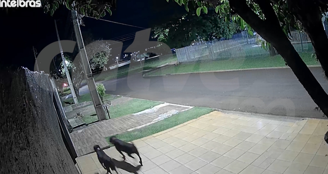 Moradores em desespero durante ataque de rottweilers em Cascavel