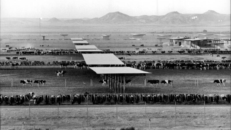 Fazenda no deserto com 50 mil vacas produz 170 milhões de litros de leite