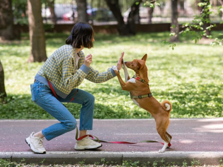 Erros a evitar no adestramento de cães
