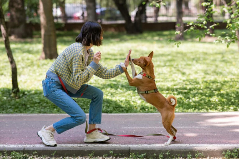 Erros a evitar no adestramento de cães