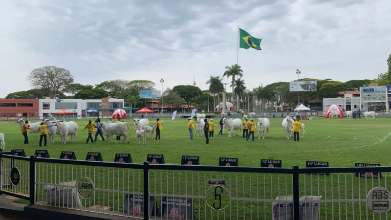 Expoinel 2025 em Uberaba: grandes expectativas para a raça Nelore
