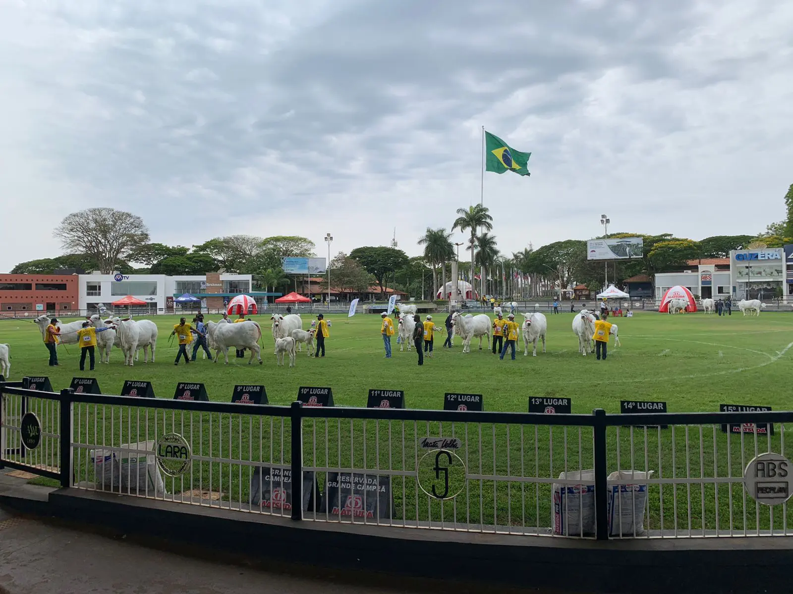 Expoinel 2025 em Uberaba: grandes expectativas para a raça Nelore