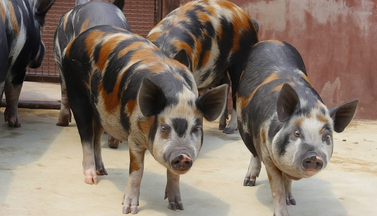 Caruncho Três Cores: os suínos que conquistaram o Rei do Nelore