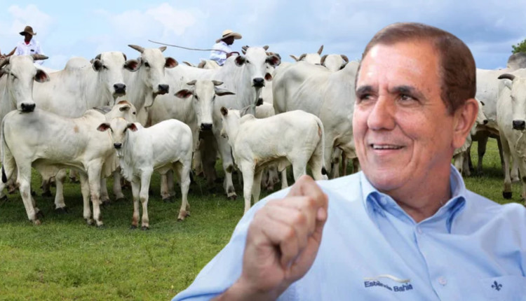 Maurício Tonhá: de feirante a ícone dos leilões no Brasil