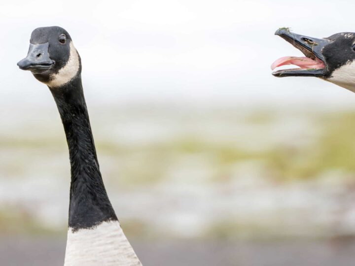 Gansos como sentinelas em presídio de SC: uma inovação curiosa