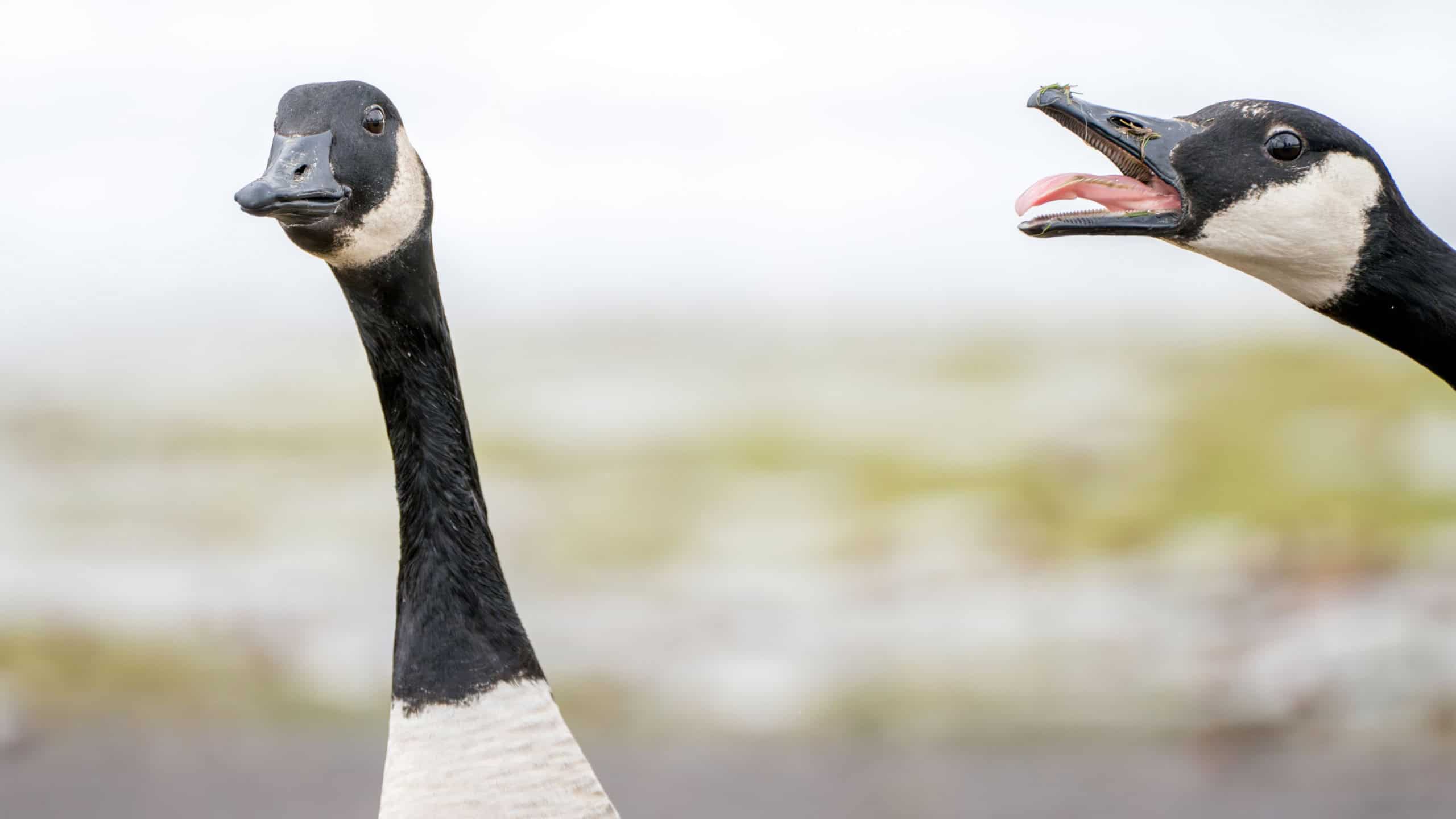 Gansos como sentinelas em presídio de SC: uma inovação curiosa
