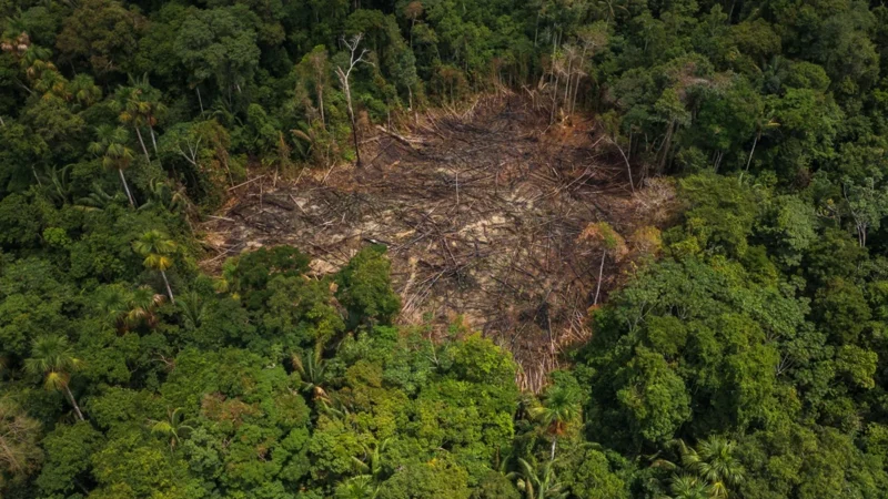 Desmatamento em áreas de conservação na Amazônia cai 31% em 2025
