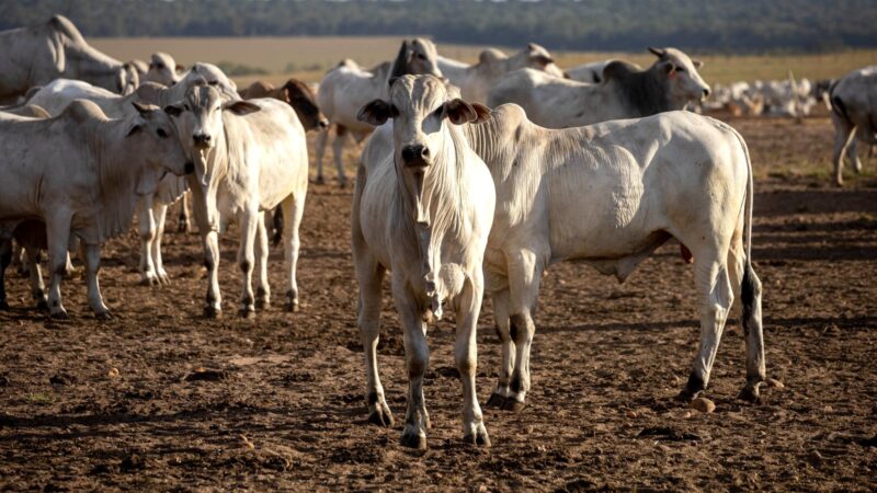 Melhoramento genético na pecuária: o que esperar em 2026