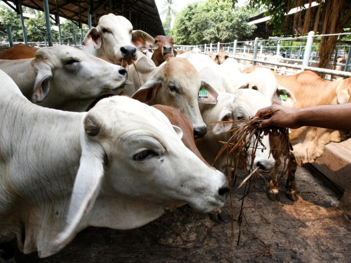Rebanho bovino no Brasil em 2024: mais de 12% acima da população