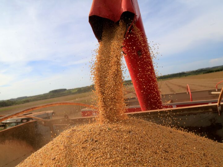 Produção de soja no Brasil deve alcançar nova marca em 2025/26