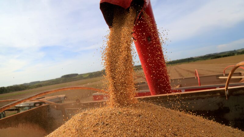 Produção de soja no Brasil deve alcançar nova marca em 2025/26