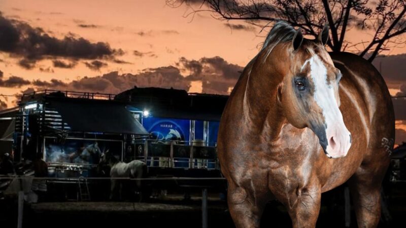 Haras PFF promove 1º Leilão ‘no Caminhão’ com destaques da raça Quarto de Milha