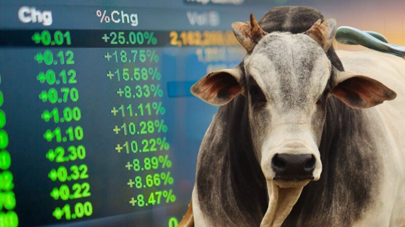 Confinamentos como extensão das fazendas de cria e recria