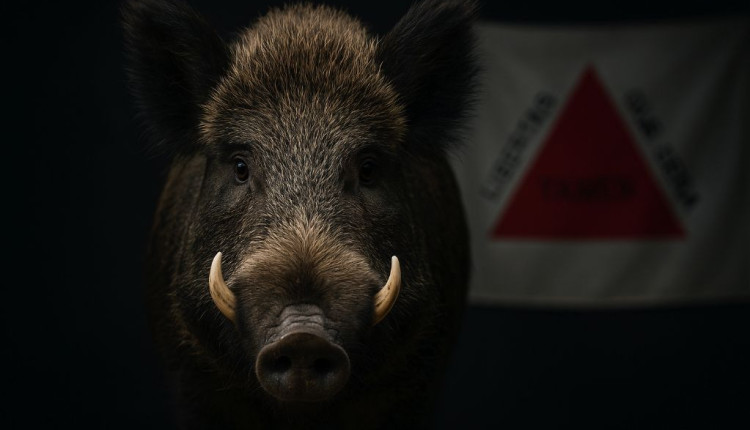 Minas Gerais libera caça de javali: novas regras em vigor