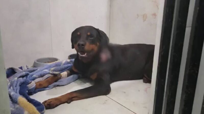 Cachorro resgatado após ser agredido por tutor