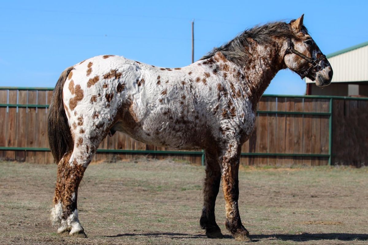 Bashkir Curly: o cavalo de cachos dourados e origem misteriosa
