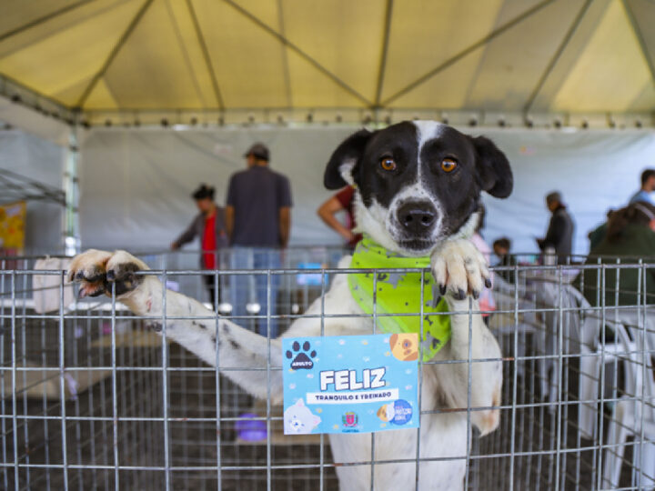 Feira de adoção em Curitiba neste sábado