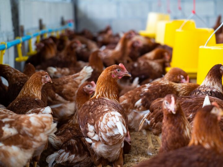 Brasil atinge recorde de 1,6 bilhão de aves comerciais em 2024