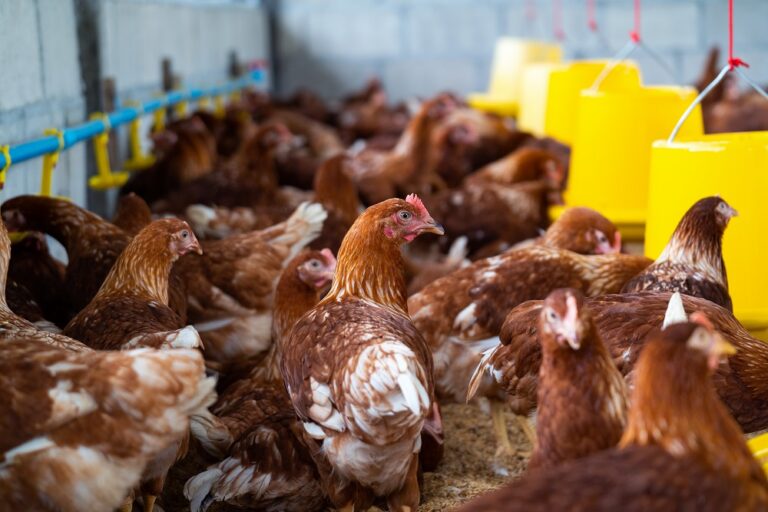 Brasil atinge recorde de 1,6 bilhão de aves comerciais em 2024