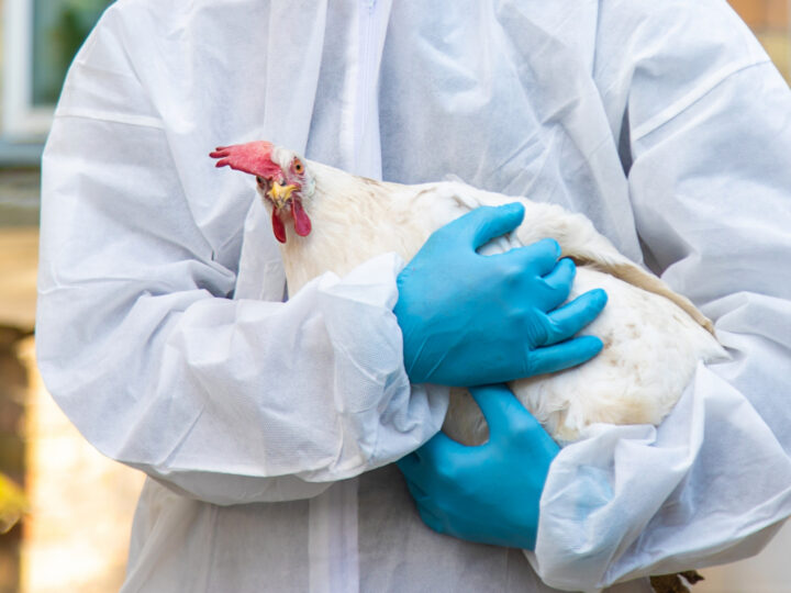 Primeiro caso humano da variante H5N5 da gripe aviária é registrado nos EUA