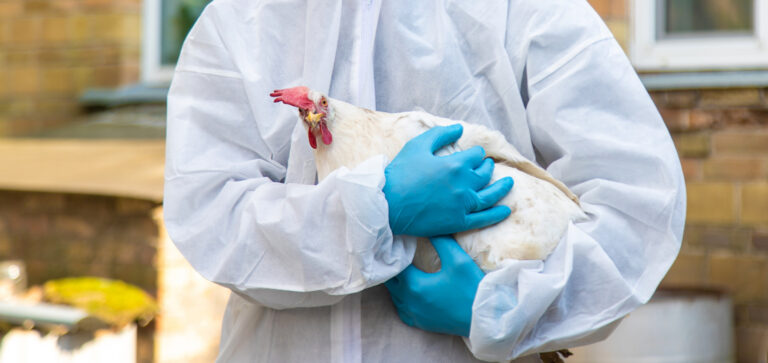 Primeiro caso humano da variante H5N5 da gripe aviária é registrado nos EUA