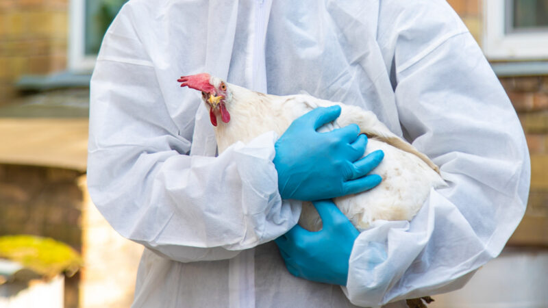 Primeiro caso humano da variante H5N5 da gripe aviária é registrado nos EUA