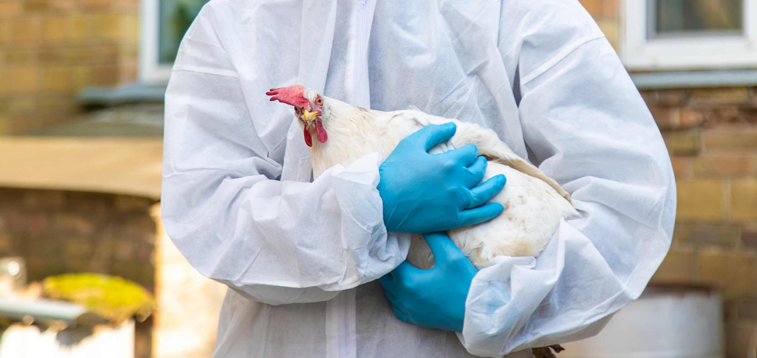 Primeiro caso humano da variante H5N5 da gripe aviária é registrado nos EUA
