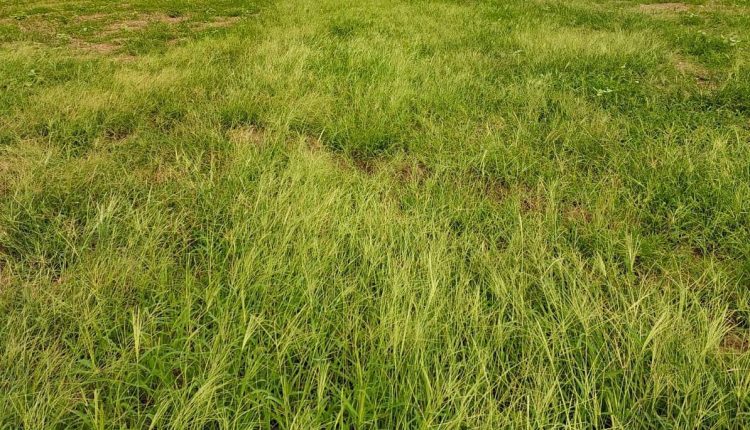 Como proteger sua lavoura dos prejuízos causados por plantas daninhas após chuvas