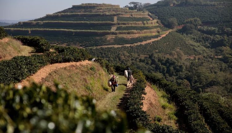 Visitantes internacionais conhecem a produção de café na Mantiqueira