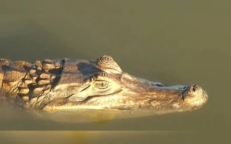 Captura de jacarés em lagoa de Porangatu garante segurança