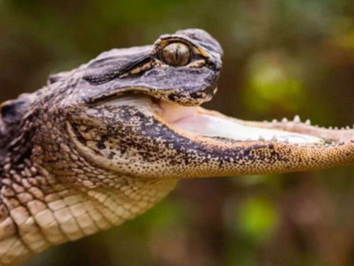 Jawlene, a jacaré com deficiência resgatada em Orlando
