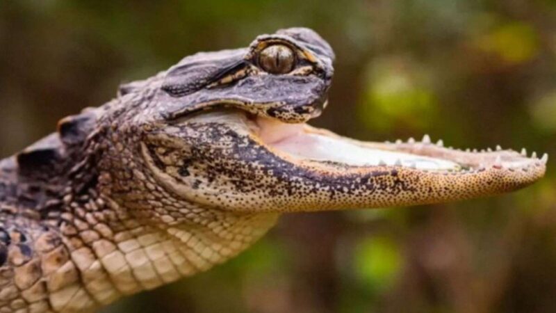 Jawlene, a jacaré com deficiência resgatada em Orlando