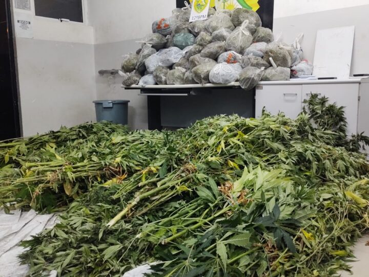 Polícia desmantela estufa de maconha no Ahú