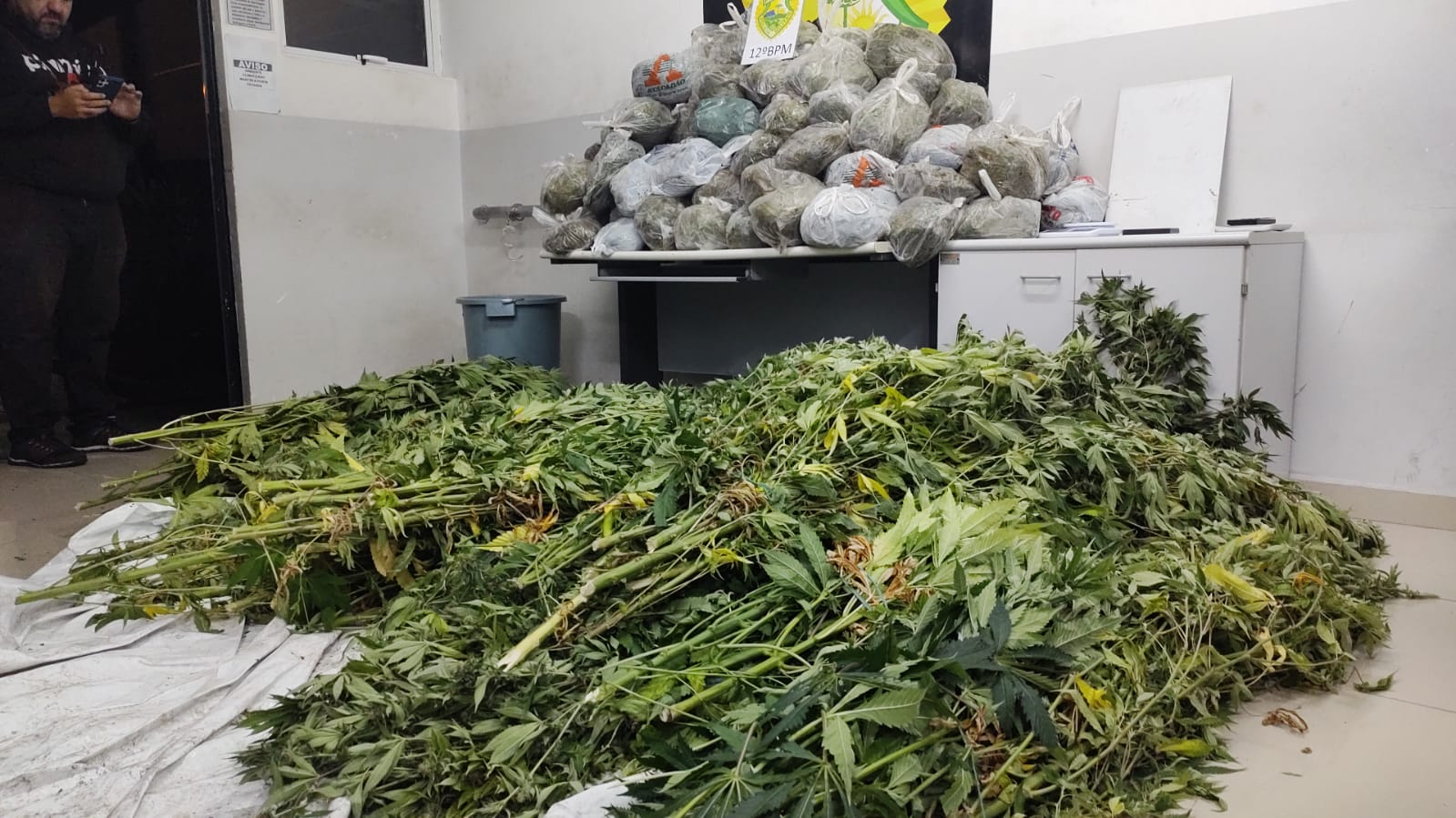 Polícia desmantela estufa de maconha no Ahú