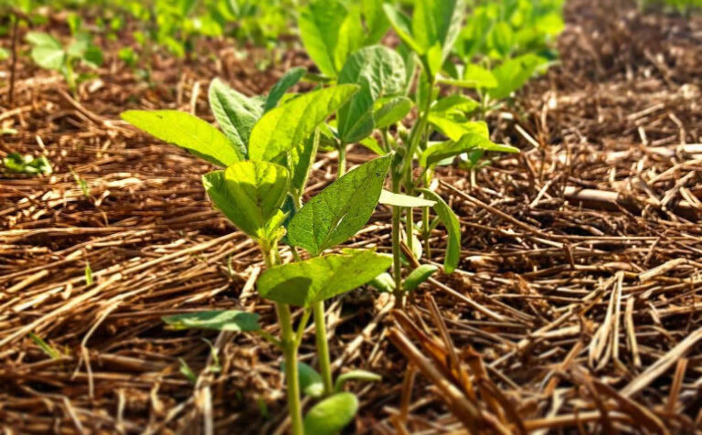 Plantio de soja atinge 34,4% da área prevista para 2025/26