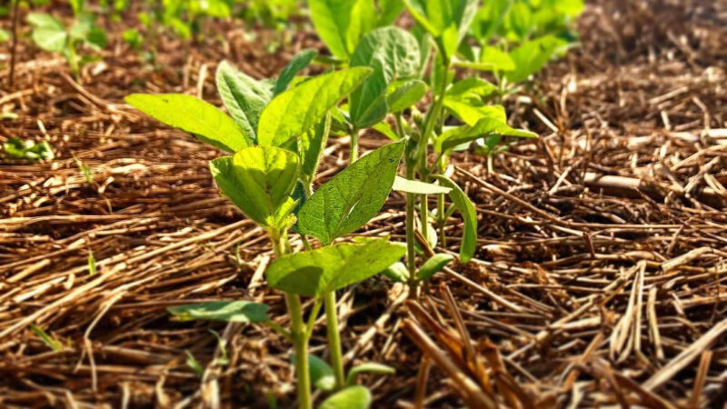 Conab informa avanço no plantio de soja para a safra 2025/26