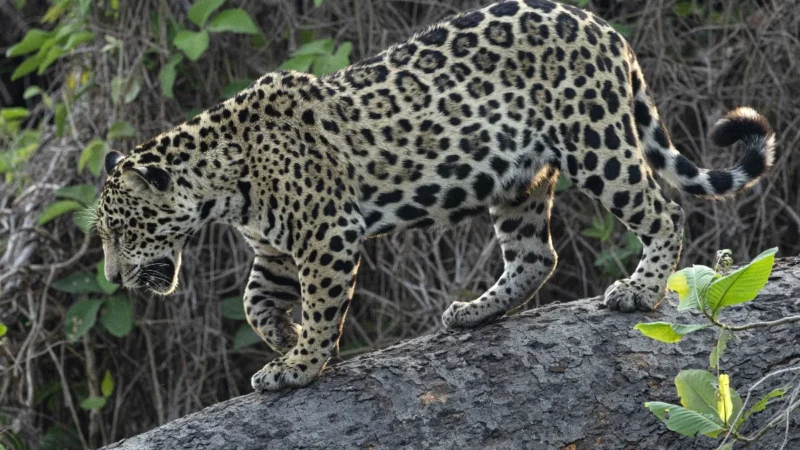 Duelos de onças-pintadas são registrados no Pantanal