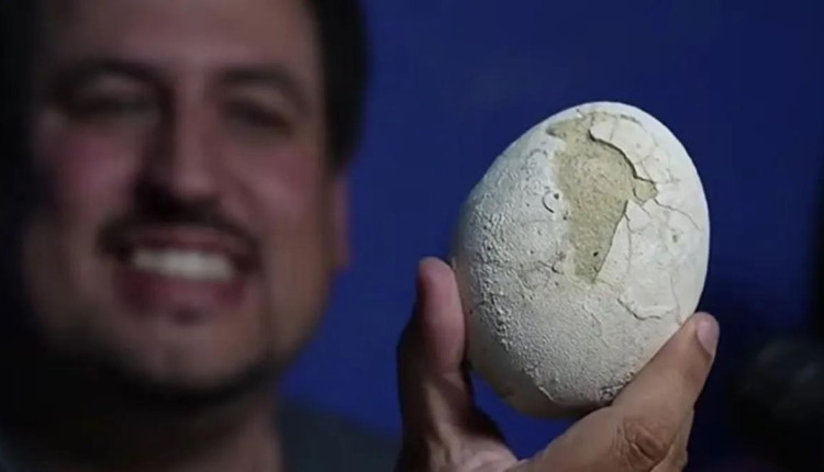 Descoberta de ovo de dinossauro carnívoro com possível embrião