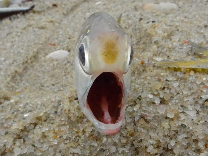 Os peixes têm língua? Entenda a verdade