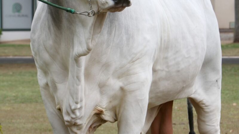 Brasil perde ícone da raça Nelore