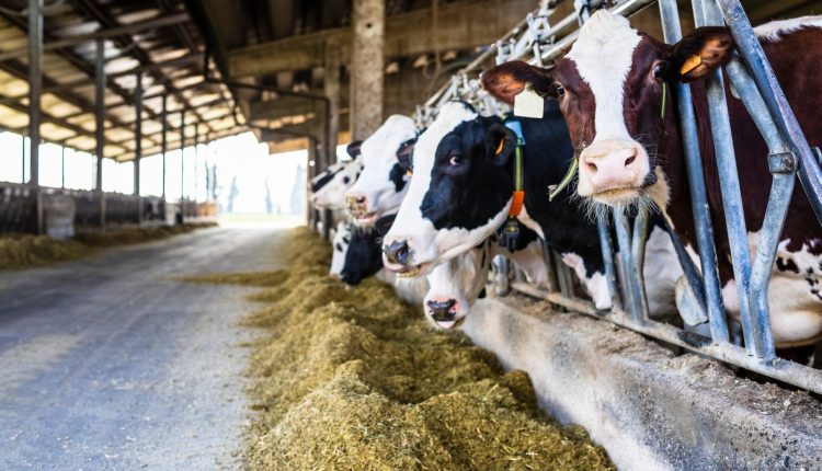 Moscas domésticas e sua ameaça à produção de leite