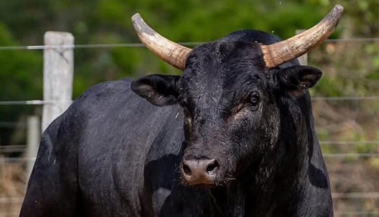 Mickey Mouse: o touro mais caro do Brasil