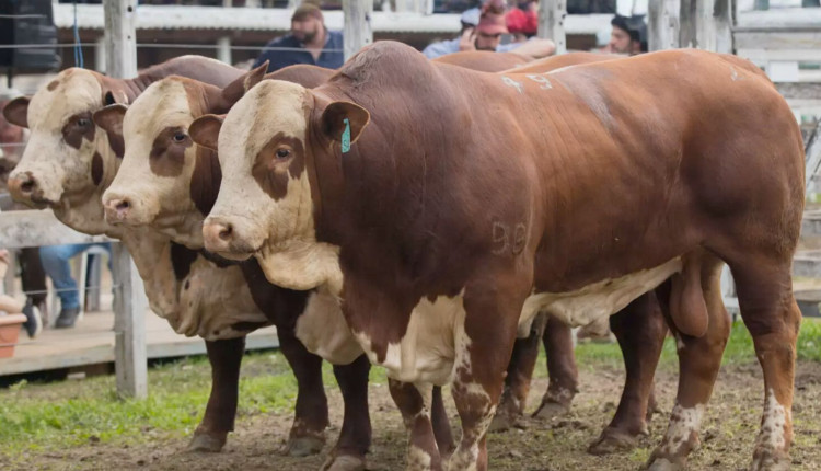 ABHB celebra marco histórico com um milhão de Hereford e Braford no Brasil
