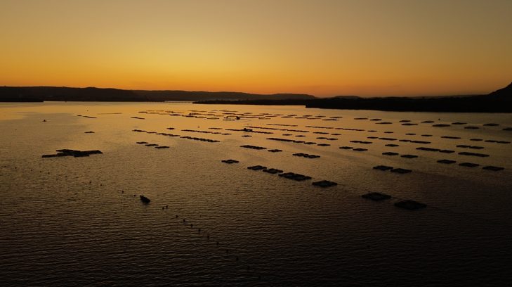 Tilápia se destaca como o peixe mais consumido no Brasil devido à sua produção sustentável