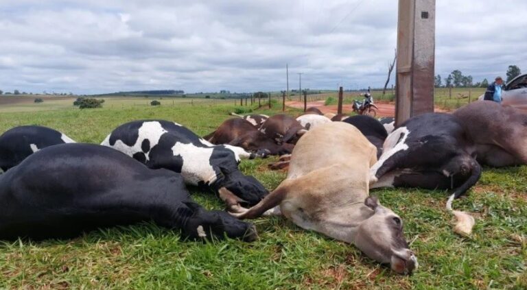 Descarga elétrica provoca a morte de 19 vacas em Altônia
