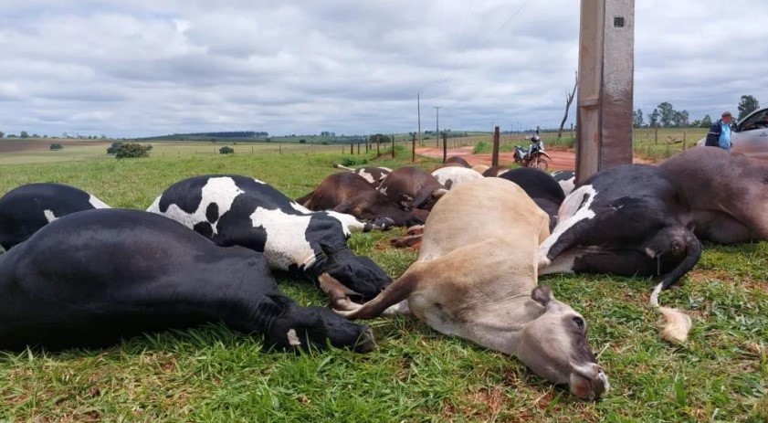 Descarga elétrica provoca a morte de 19 vacas em Altônia
